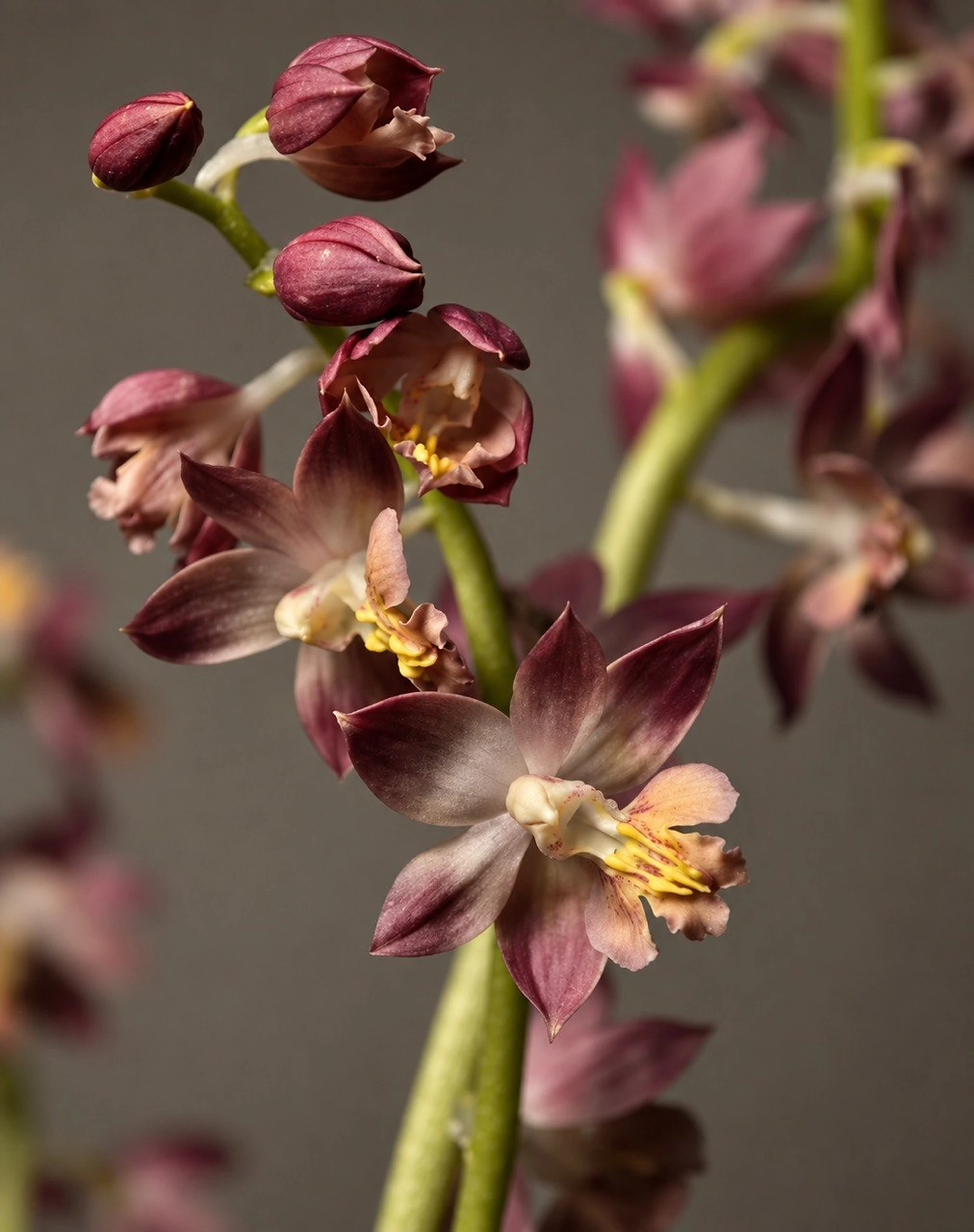 Calanthe orchid buds, the flower the brand is named after
